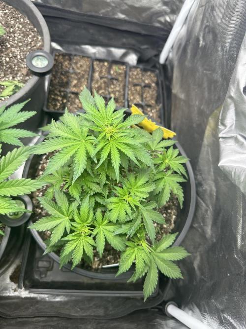 Northern Lights Auto. Week 6