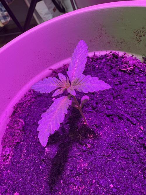 Light-Mix. Week 1