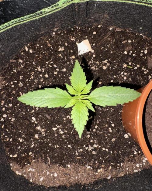 Mix Pack Auto RF3. Week 1