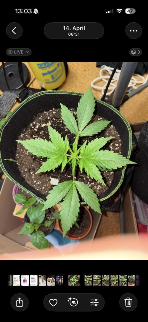 Mix Pack Auto RF3. Week 2