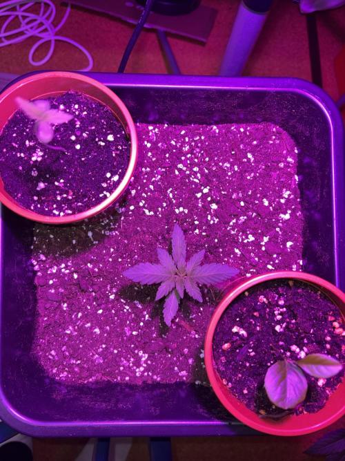 Light-Mix. Week 2