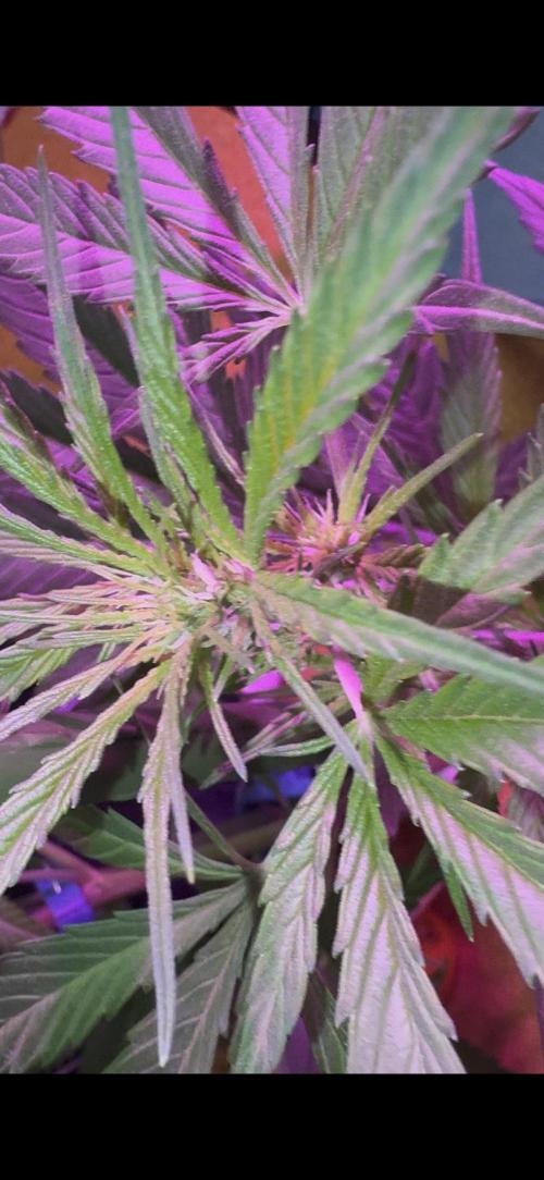 Mix Pack Auto RF3. Week 6