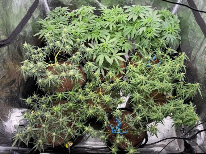 El Jardinarino. Week 7 - Got a lot going on here.