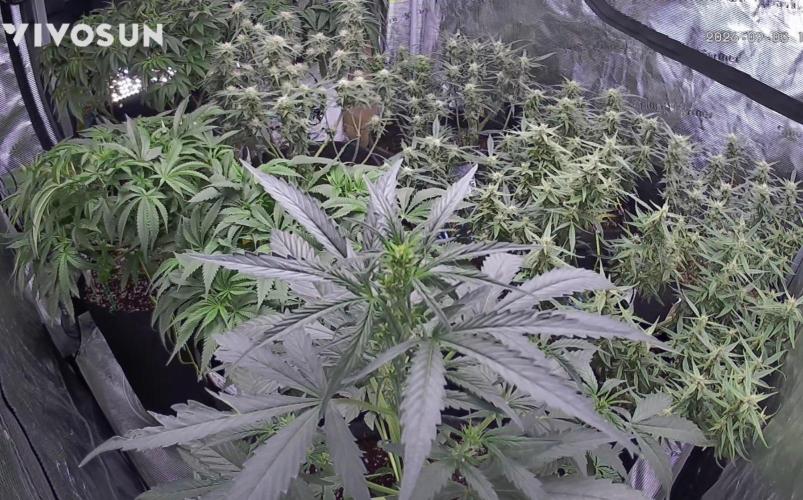 El Jardinarino. Week 7 - Haha, this one grew right passed the camera today.  18 days old.  DNA Genetics.