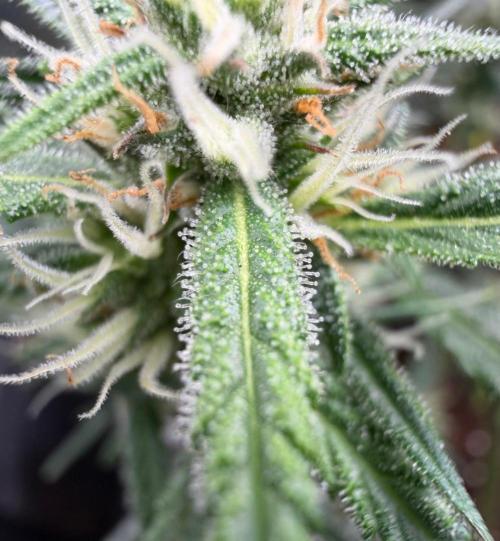 El Jardinarino. Week 7 - Papaya Cookies by FastBuds42