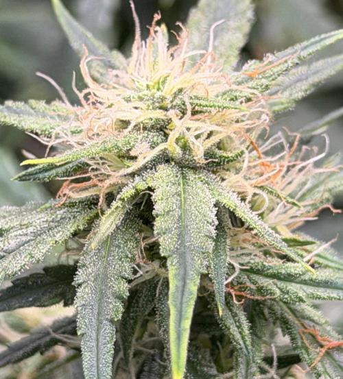 El Jardinarino. Week 7 - Rebel Haze by Rebel Grown