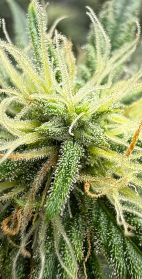El Jardinarino. Week 7 - Ghost OG Chemdog by Blimburn