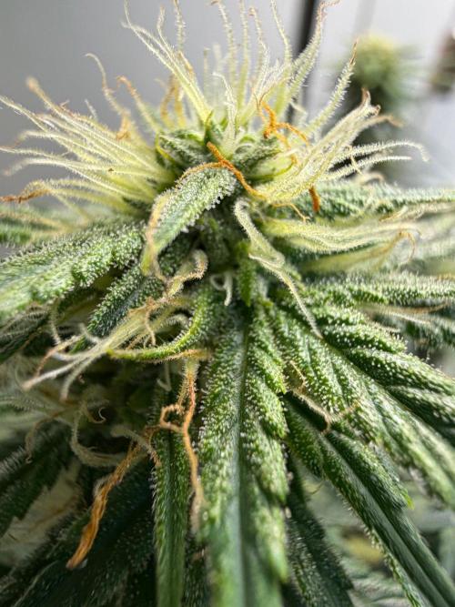 El Jardinarino. Week 7 - Ghost OG Chemdog by Blimburn