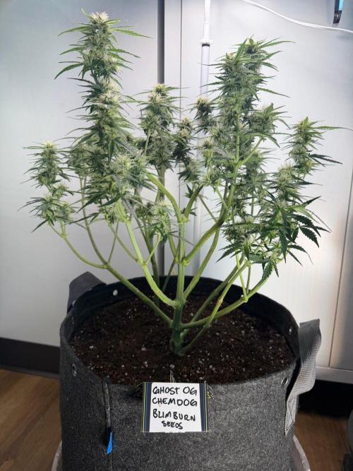 El Jardinarino. Week 7 - Ghost OG Chemdog by Blimburn