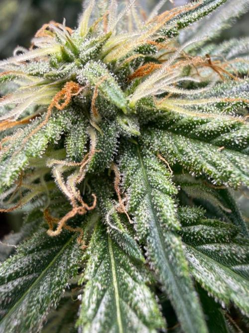 El Jardinarino. Week 8 - Rebel Haze by Rebel Grown