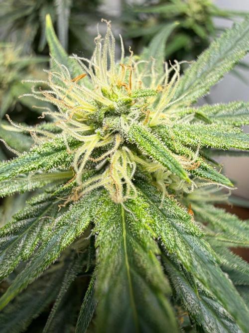 El Jardinarino. Week 8 - HBSS by Mephistos