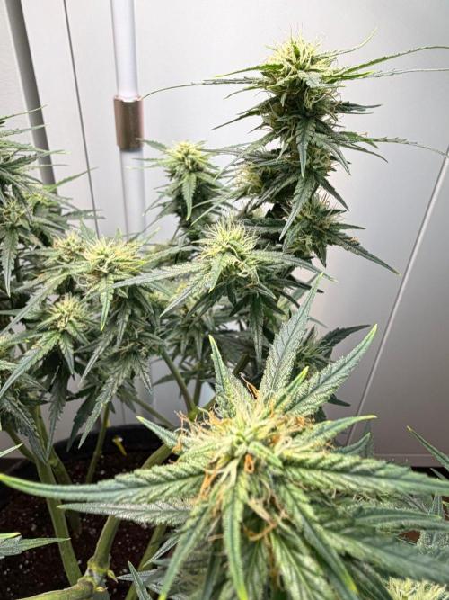 El Jardinarino. Week 8 - Ghost OG Chemdog by Blimburn