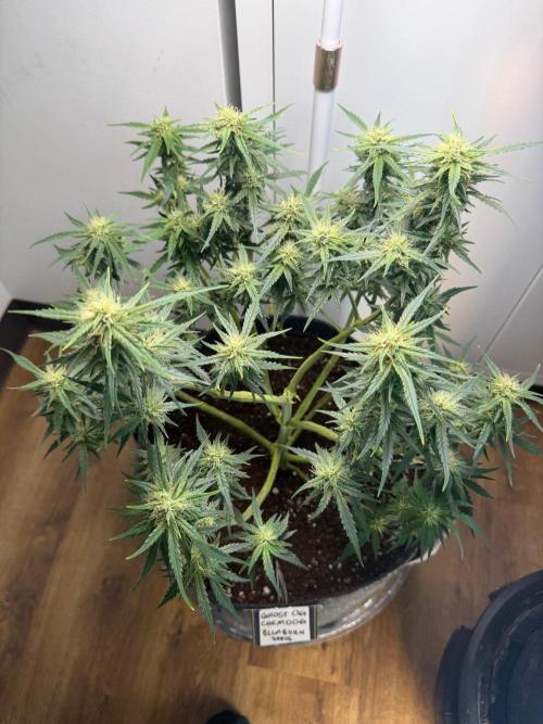 El Jardinarino. Week 8 - Ghost OG Chemdog by Blimburn