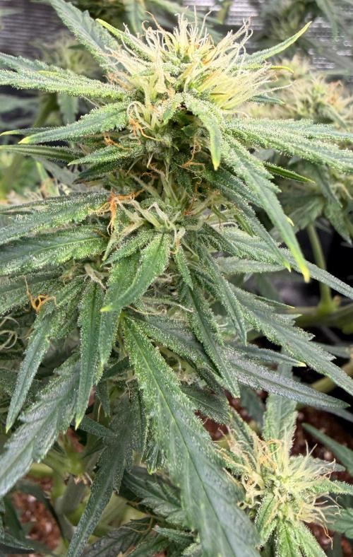 El Jardinarino. Week 8 - Rebel Haze by Rebel Grown