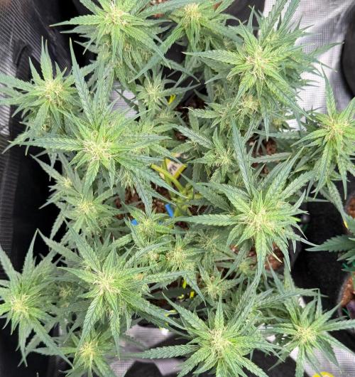 El Jardinarino. Week 8 - Ghost OG Chemdog by Blimburn