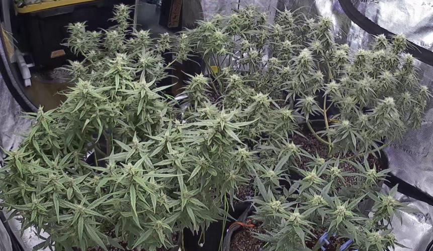 El Jardinarino. Week 8 - Flowering plants got the tent to themselves.