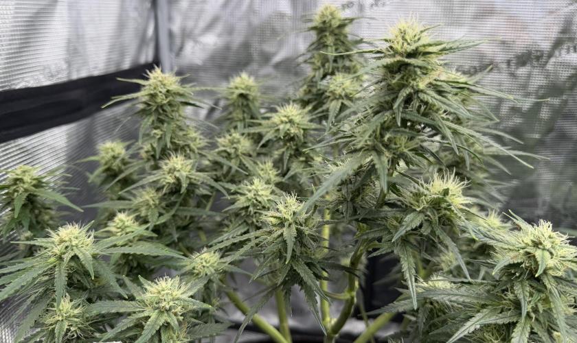 El Jardinarino. Week 8 - Ghost OG Chemdog by Blimburn