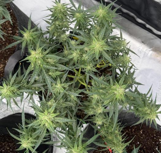 El Jardinarino. Week 8 - Rebel Haze by Rebel Grown