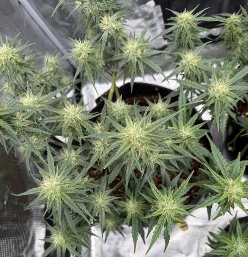 El Jardinarino. Week 8 - Ghost OG Chemdog by Blimburn