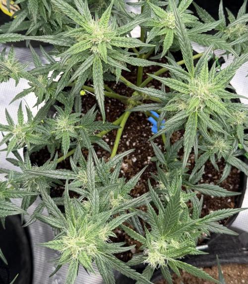El Jardinarino. Week 8 - Guava Runtz by FastBuds42