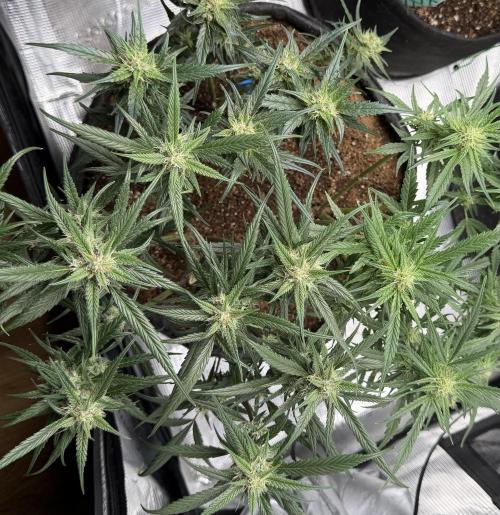 El Jardinarino. Week 8 - 3 in 1 pot:  Gorilla Z, Papaya Cookies, Guava Runtz