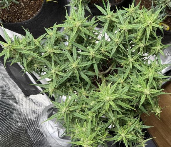 El Jardinarino. Week 8 - HubbaBubbaSmelloscope