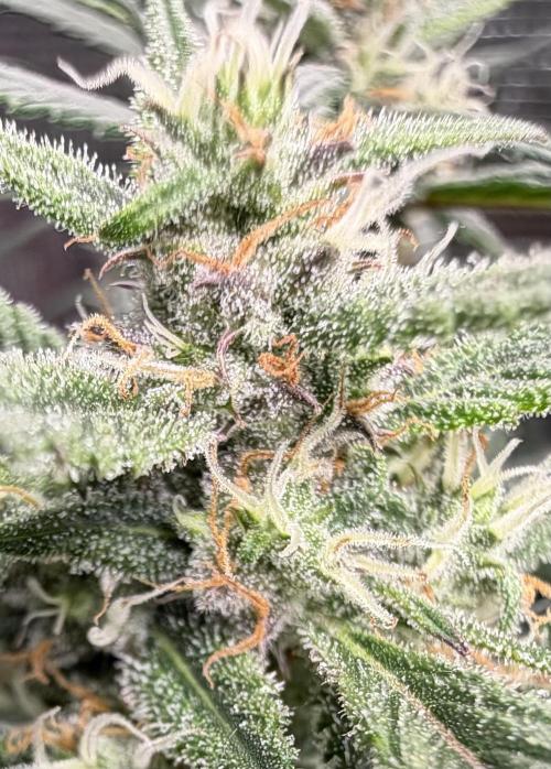 El Jardinarino. Week 8 - Papaya Cookies by FastBuds42