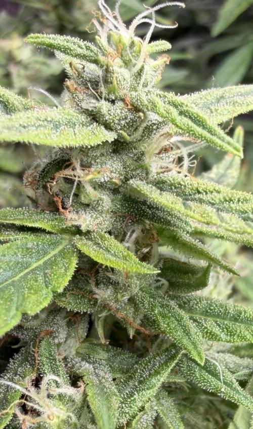 El Jardinarino. Week 8 - HubbaBubbaSmelloscope (HBSS) by Mephisto’s