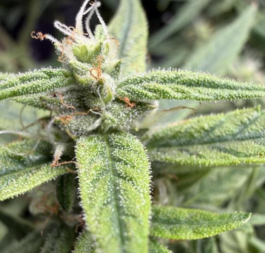 El Jardinarino. Week 8 - HubbaBubbaSmelloscope (HBSS) by Mephisto’s