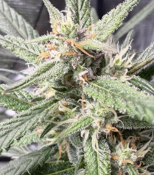 El Jardinarino. Week 8 - Guava Runtz by FastBuds42