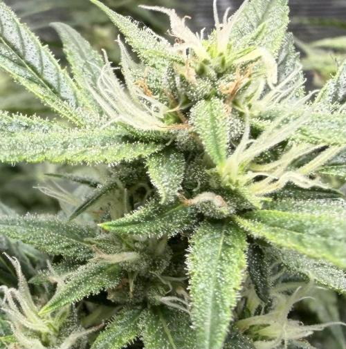 El Jardinarino. Week 8