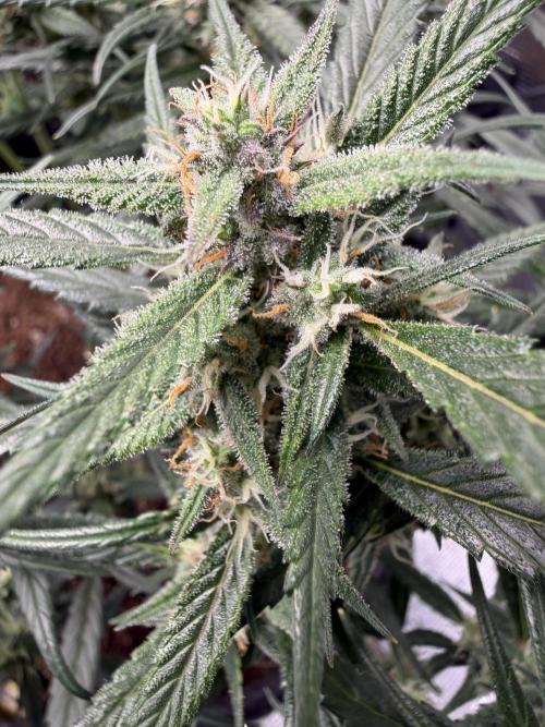 El Jardinarino. Week 8 - Gorilla Z by FastBuds42