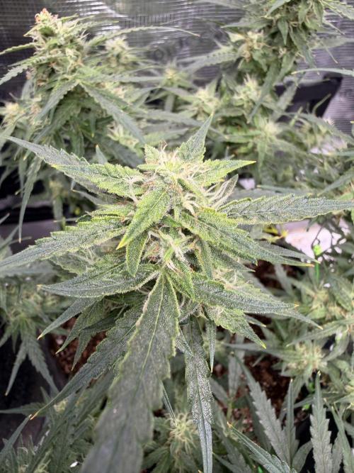 El Jardinarino. Week 8 - Rebel Haze by Rebel Grown