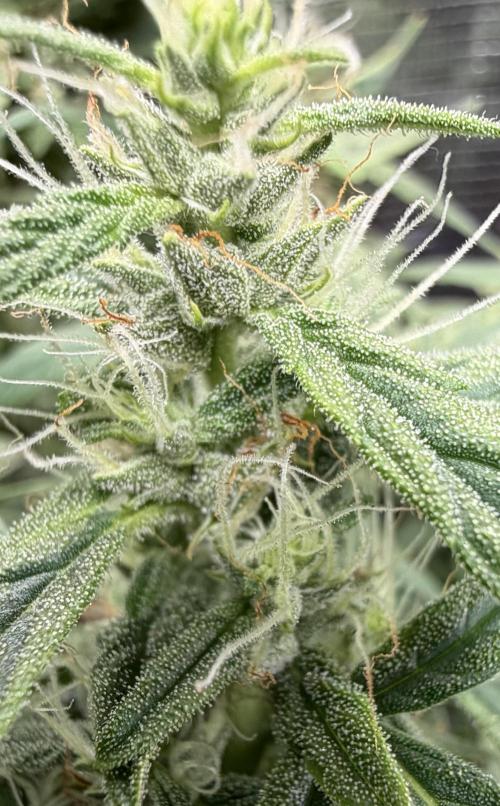 El Jardinarino. Week 8 - HubbaBubbaSmelloscope (HBSS) by Mephisto’s