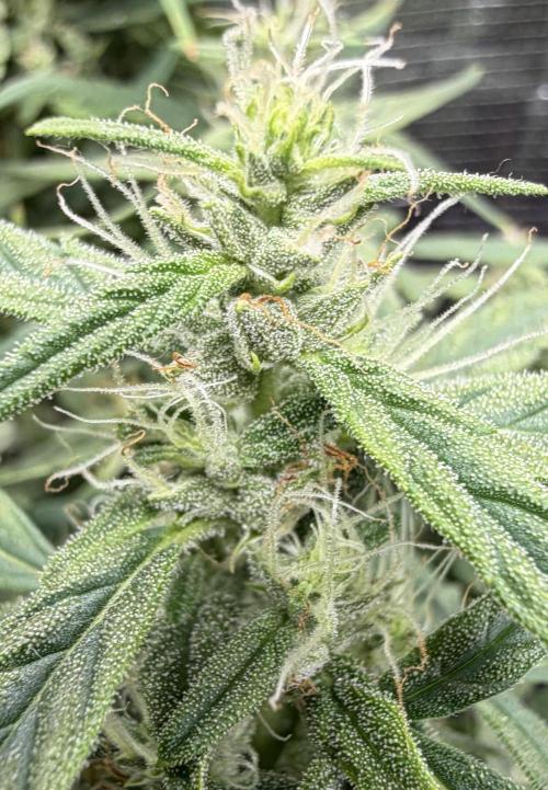 El Jardinarino. Week 8 - HubbaBubbaSmelloscope (HBSS) by Mephisto’s