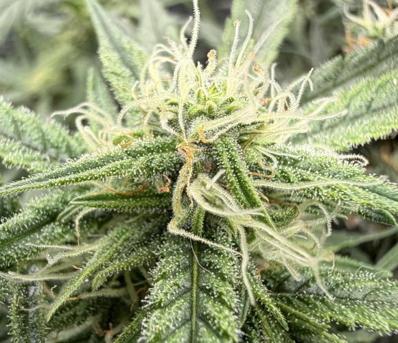 El Jardinarino. Week 8 - DeadHead OG by Willie’s Remedy/Cali Connection