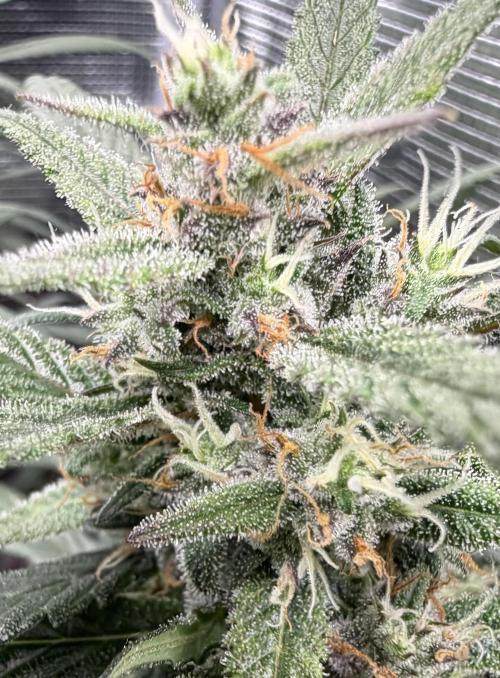 El Jardinarino. Week 8 - Papaya Cookies by FastBuds42
