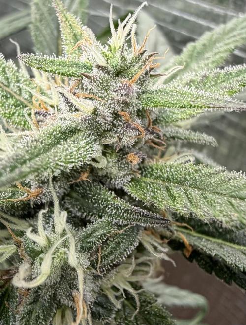 El Jardinarino. Week 8 - Papaya Cookies by FastBuds42