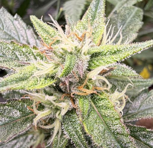 El Jardinarino. Week 8 - Gorilla Z by FastBuds42