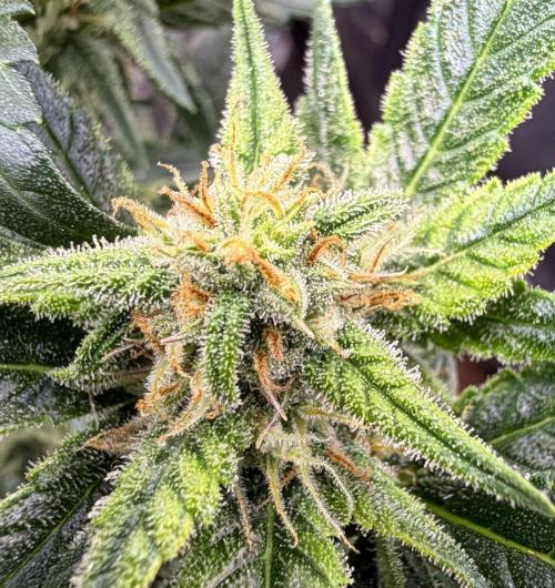 El Jardinarino. Week 8 - Guava Runtz by FastBuds42