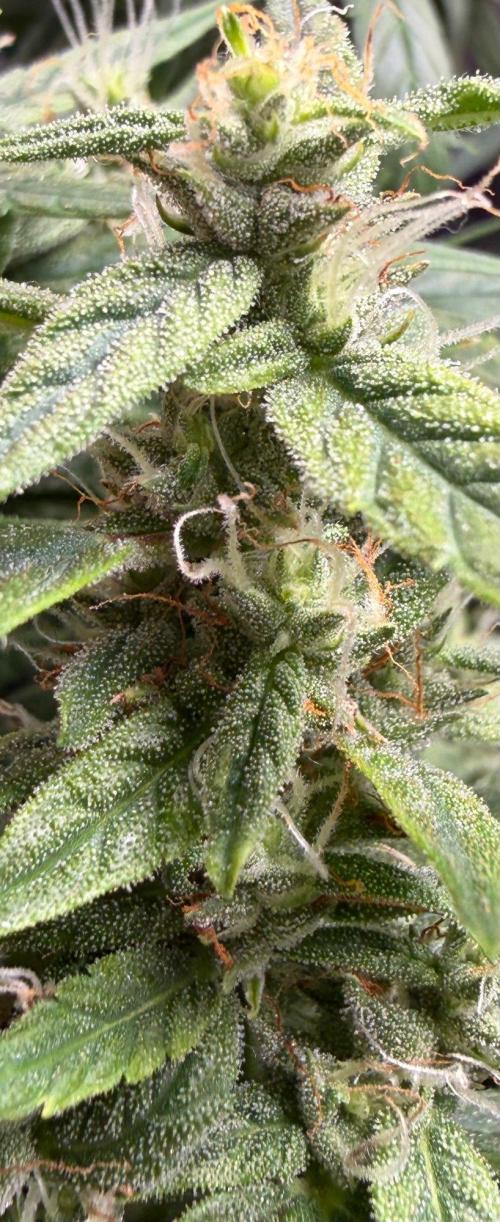 El Jardinarino. Week 8 - HBSS by Mephisto's