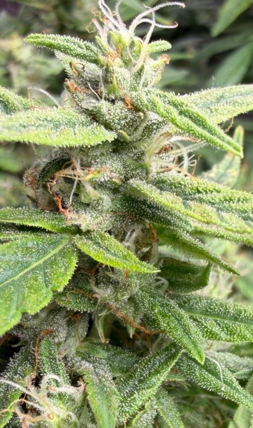 El Jardinarino. Week 8 - HBSS by Mephisto's