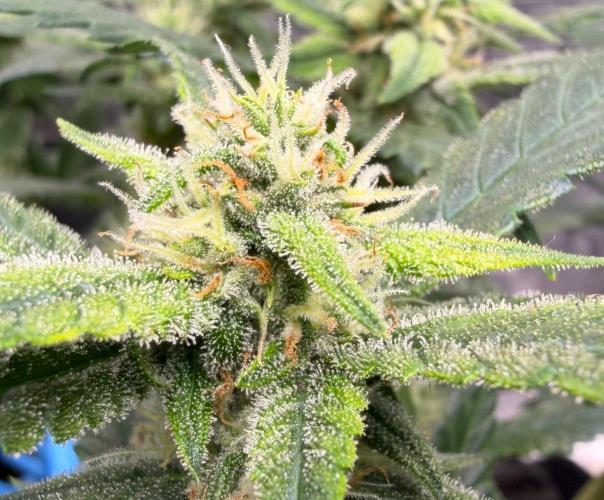 El Jardinarino. Week 8 - Guava Runtz by FastBuds42