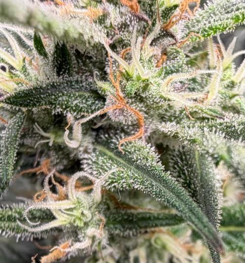 El Jardinarino. Week 8 - Guava Runtz by FastBuds42