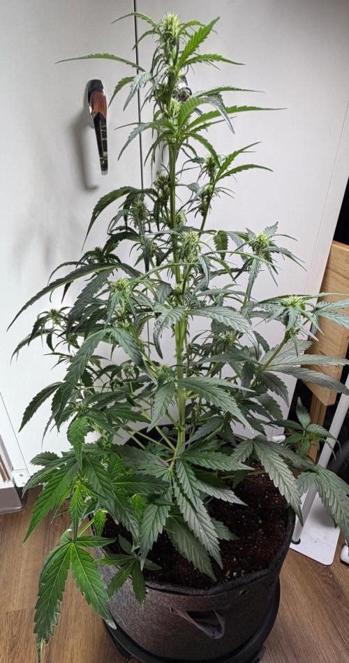 El Jardinarino. Week 8 - CheMACal Romance by DNA Genetics