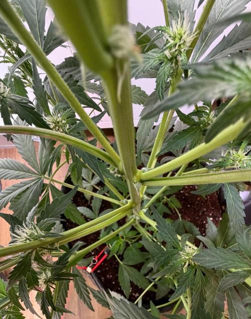 El Jardinarino. Week 8 - CheMACal Romance by DNA Genetics