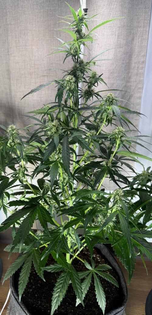 El Jardinarino. Week 9 - CheMACal Romance by DNA Genetics