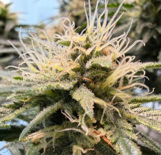 El Jardinarino. Week 9 - Guava Runtz By FastBuds42