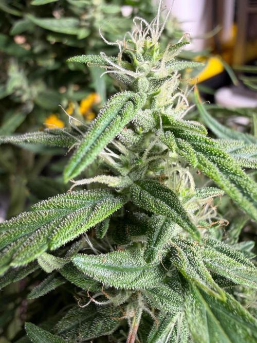 El Jardinarino. Week 9 - HubbaBubbaSmelloScope by Mephisto's