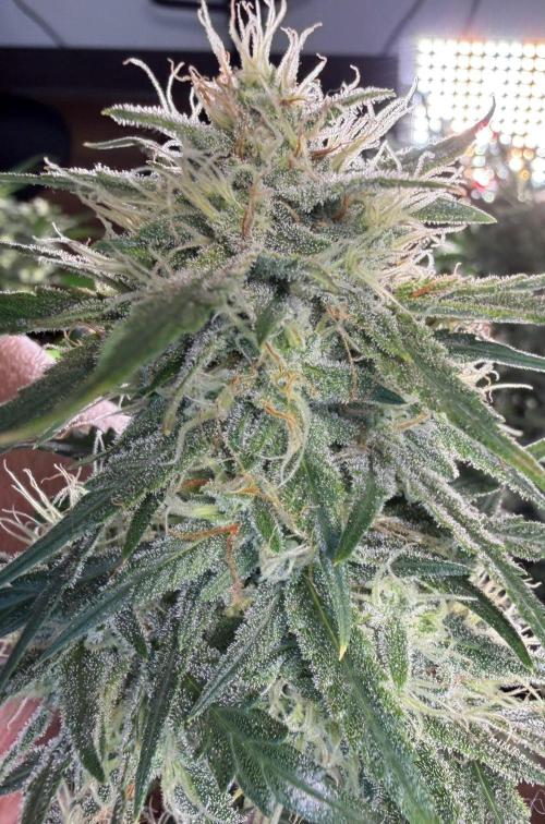 El Jardinarino. Week 9 - Rebel Haze By Rebel Grown